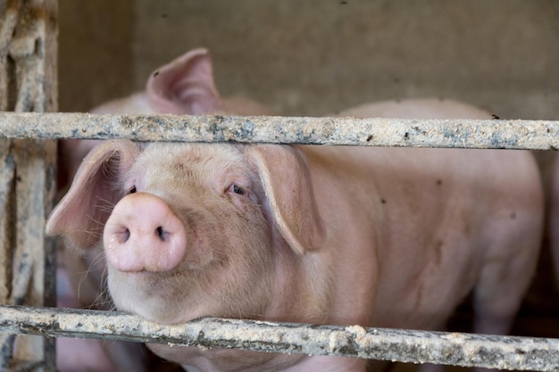 Varkens in een stal in een boerderijgebouw.