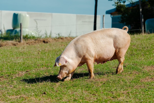 Varkens in het veld gezond varken op de weide