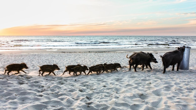 Foto varkens op het strand bij zonsondergang