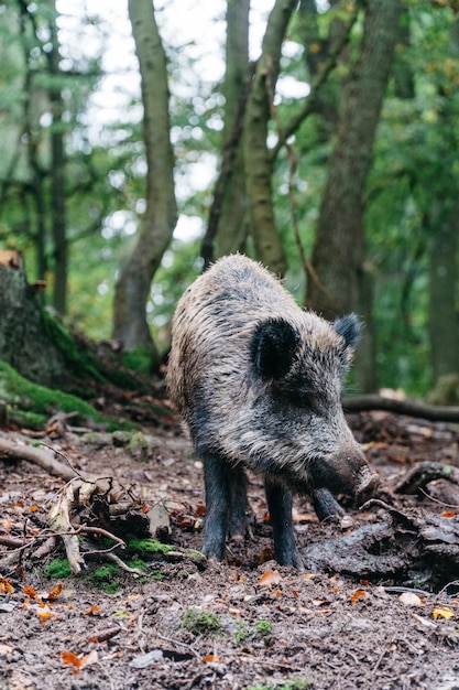 Varkens staan in het bos.