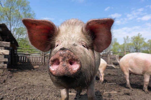 Foto varkenshouderij fokken en fokken van als huisdier gehouden varkens