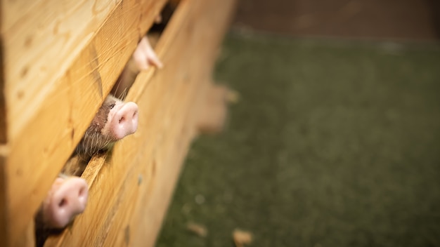 Varkensneus in houten omheining, Groep zoogdier binnen wachtend voer. varkens in de stal. Bruin houten hek van corral. Roze huid van kleine big met kopie ruimte op gras.