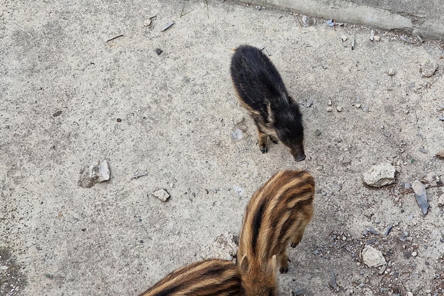 Varkenspest wilde zwijnen in de stad Bisagno in de stad Genua, in de stad, op zoek naar voedsel in het afval en rustend