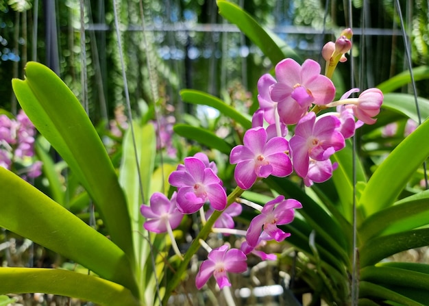 Vascostylis Weerawan orchids in the garden