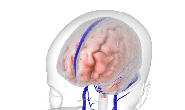 脳への血管系