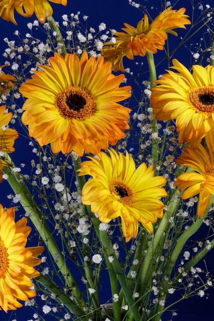 A vase full of Golden Gerberas (Asteraceae) flowers