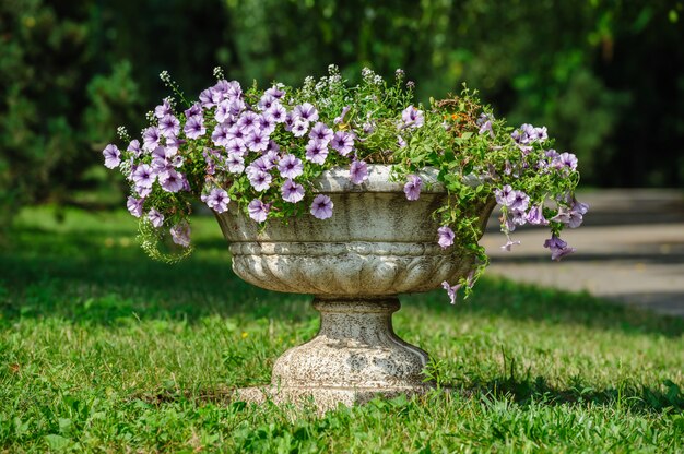 花瓶公園の花