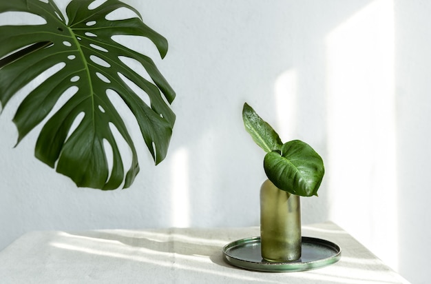 Vase with natural leaves and monstera leaf in the interior of the room.