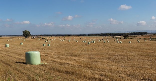 Vast grassland with bales of grass covered with tarpaulin to stock up for the winter