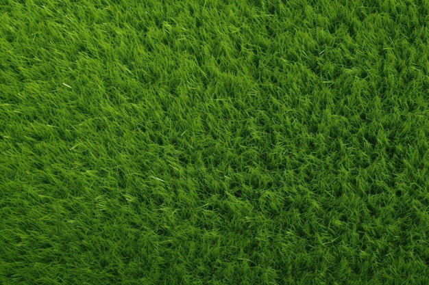 Vast green grass landscape