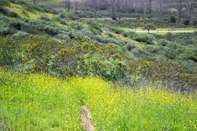 Vast mountain path landscape nature plants