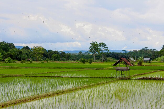 The vast rice fields during the day and the birds flying above the clouds