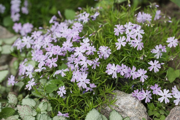 Vaste plant bodembedekker bloeiende plant Kruipende phlox Phlox subulata mos phlox op alpine bloembed