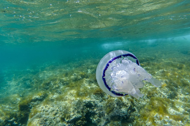 Vatkwallen onderwater Rhizostoma pulmo in turquoise zee