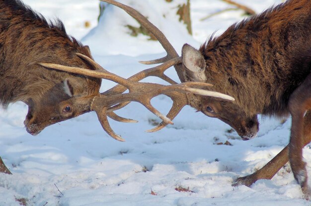 Vechtende herten Cervidae winter