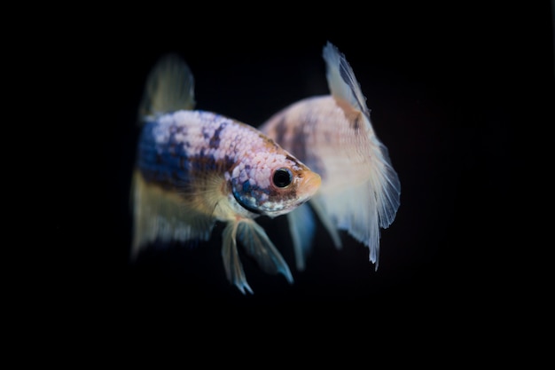 Vechtende vis (Betta splendens) Vis met een mooie