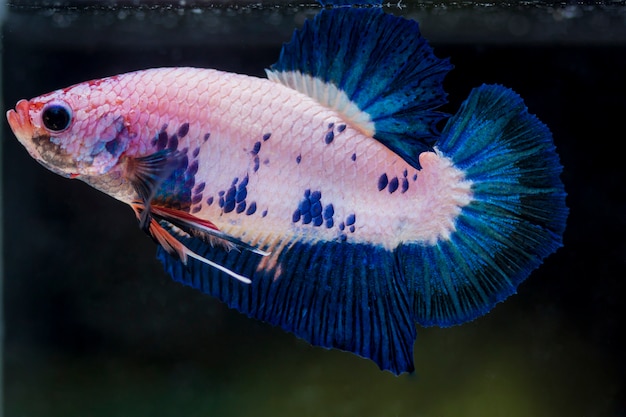 Vechtende vis (Betta splendens) Vis met een mooie