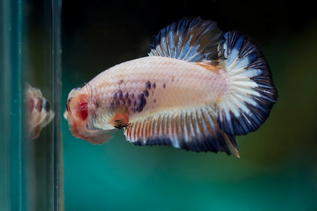 Vechtende vis (Betta splendens) Vis met een mooie