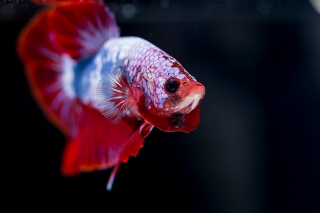 Vechtende vis (Betta splendens) Vis met een mooie