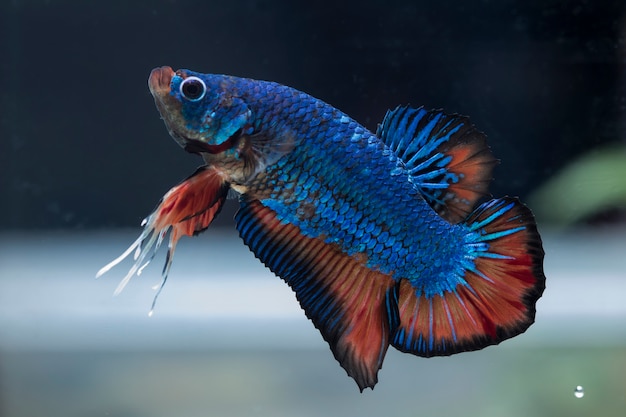 Vechtende vis (Betta splendens) Vis met een mooie