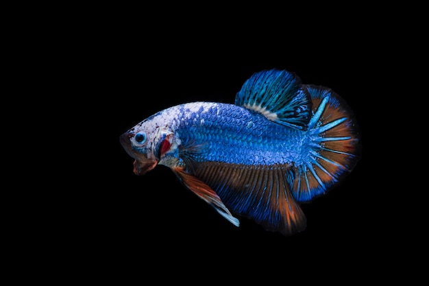 Vechtende vis (Betta splendens) Vis met een mooie