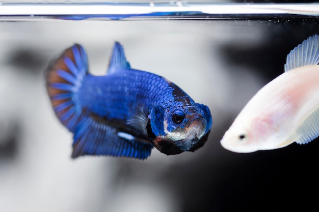 Vechtende vis (Betta splendens) Vis met een mooie