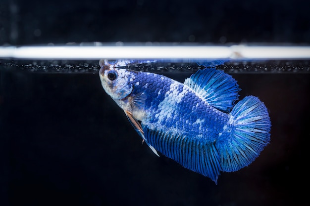 Vechtende vis (Betta splendens) Vis met een mooie