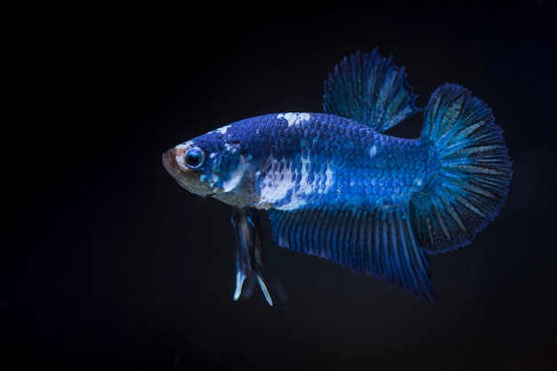 Vechtende vis (betta splendens) vis met een mooie