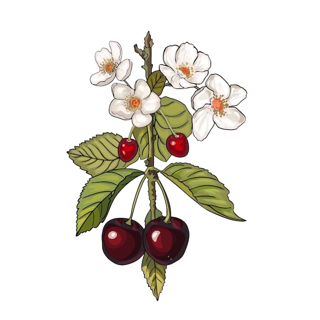 Foto illustrazione vettoriale pera isolata su bianco bellissimo fiore realistico su un ramo di albero fiore primaverile di alberi da frutto sakura ciliegia pesca fiore di mela stampa logo icona designer