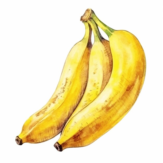 vector ripe yellow banana bunch isolated on white background