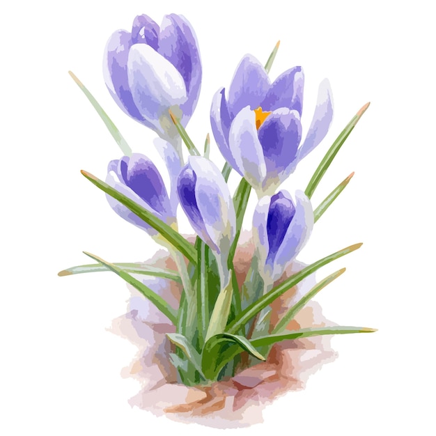 vector watercolor illustration of crocus flower