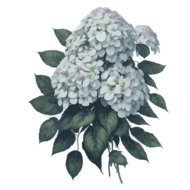 Vector Watercolor mountain hydrangea clipart floral blossom