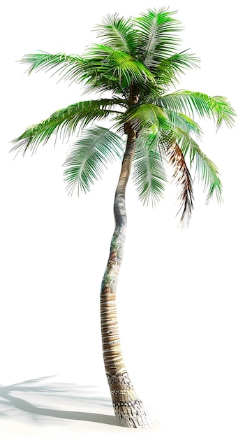Foto vectorillustratie van de palmboom