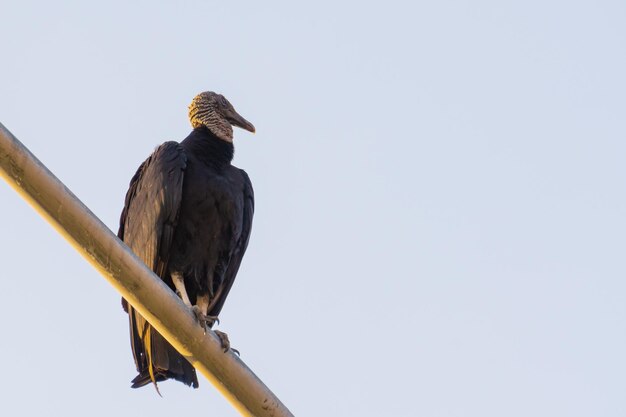 Foto vederige vriend op een metalen perch