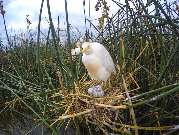 Vee Egret Bubulcus ibis nestelen La Pampa Provincie Patagonië Argentinië