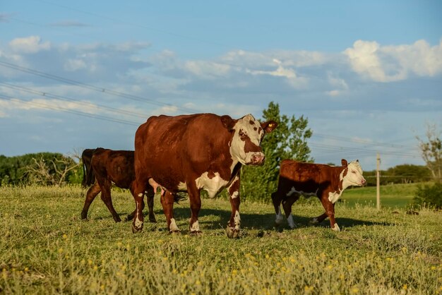 Vee en kalf Pampas platteland La Pampa provincie Argentinië