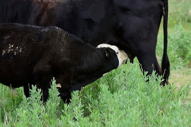 Vee en kalf zuigen Argentijns platteland La Pampa Province Argentina