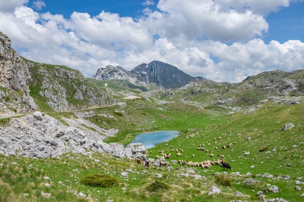 Foto vee grazend op een groene weide aan de oevers van het schilderachtige bergmeer.