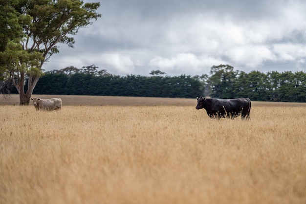 Vee in een veld met goudkleurig gras