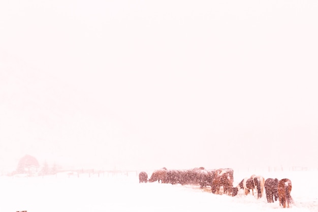 Vee in het veld tijdens de sneeuwstorm.