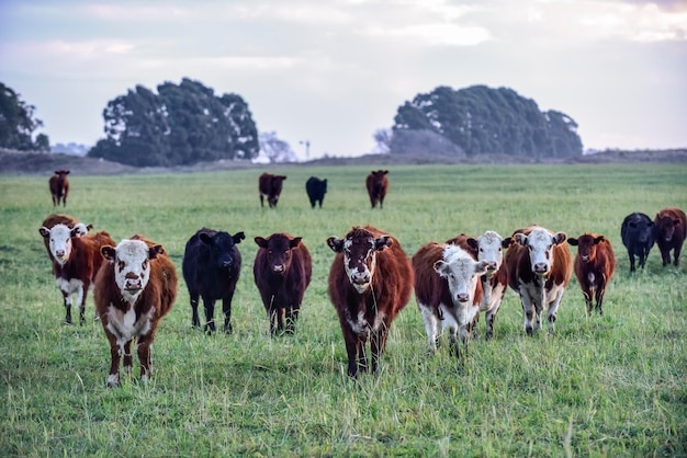 Vee kijkt naar de camera Patagonië Argentinië