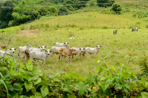 Vee Kudde grazende runderen in de staat Paraiba, noordoostelijke regio van Brazilië