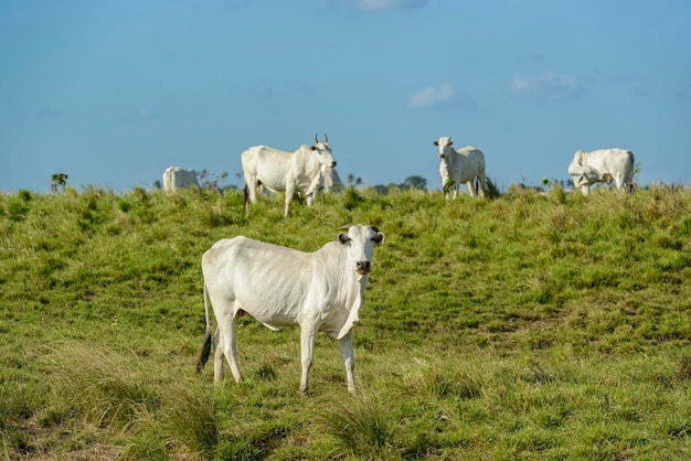 Foto vee kudde nelore-runderen in de noordoostelijke regio van brazilië veeteelt