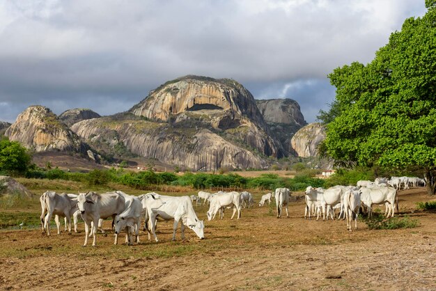 Vee Nellore-runderen in het achterland van Paraiba, noordoostelijke regio van Brazilië