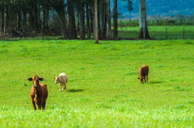 Vee op groen veld in Brazilië