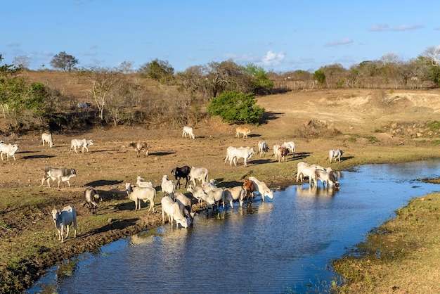 Vee Vee op de vlucht voor droogte en drinkwater in Pirari-rivier Jacarau Paraiba Brazilië