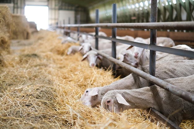 Veeboerderij kudde schapen