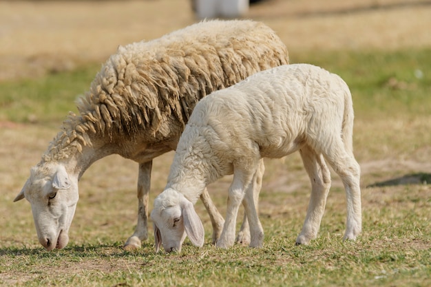 Veeboerderij, kudde schapen