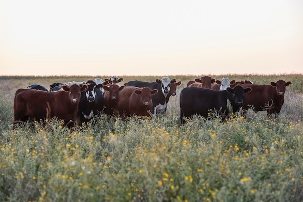 Veedieren op het Argentijnse platteland