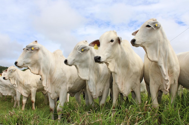 Foto veehouderij landbouw